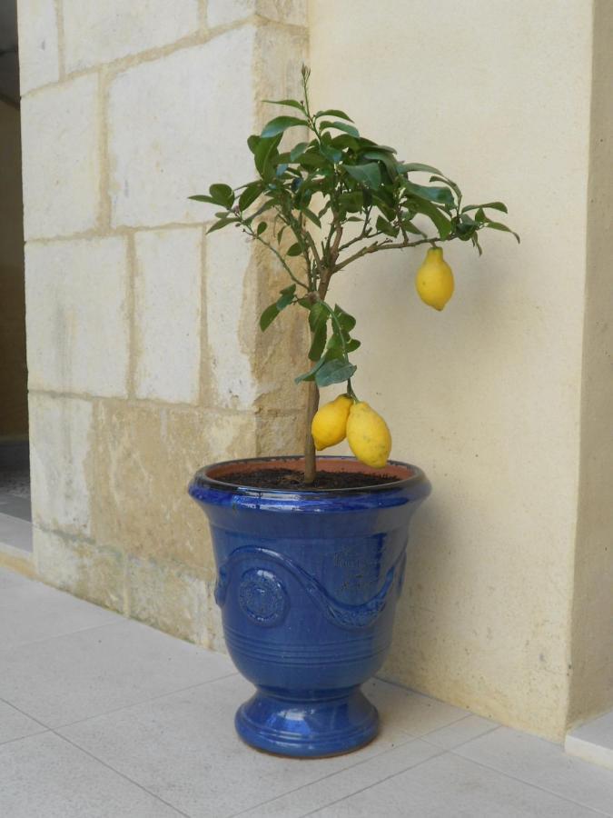 Sous Le Neflier Acomodação com café da manhã Nîmes Exterior foto